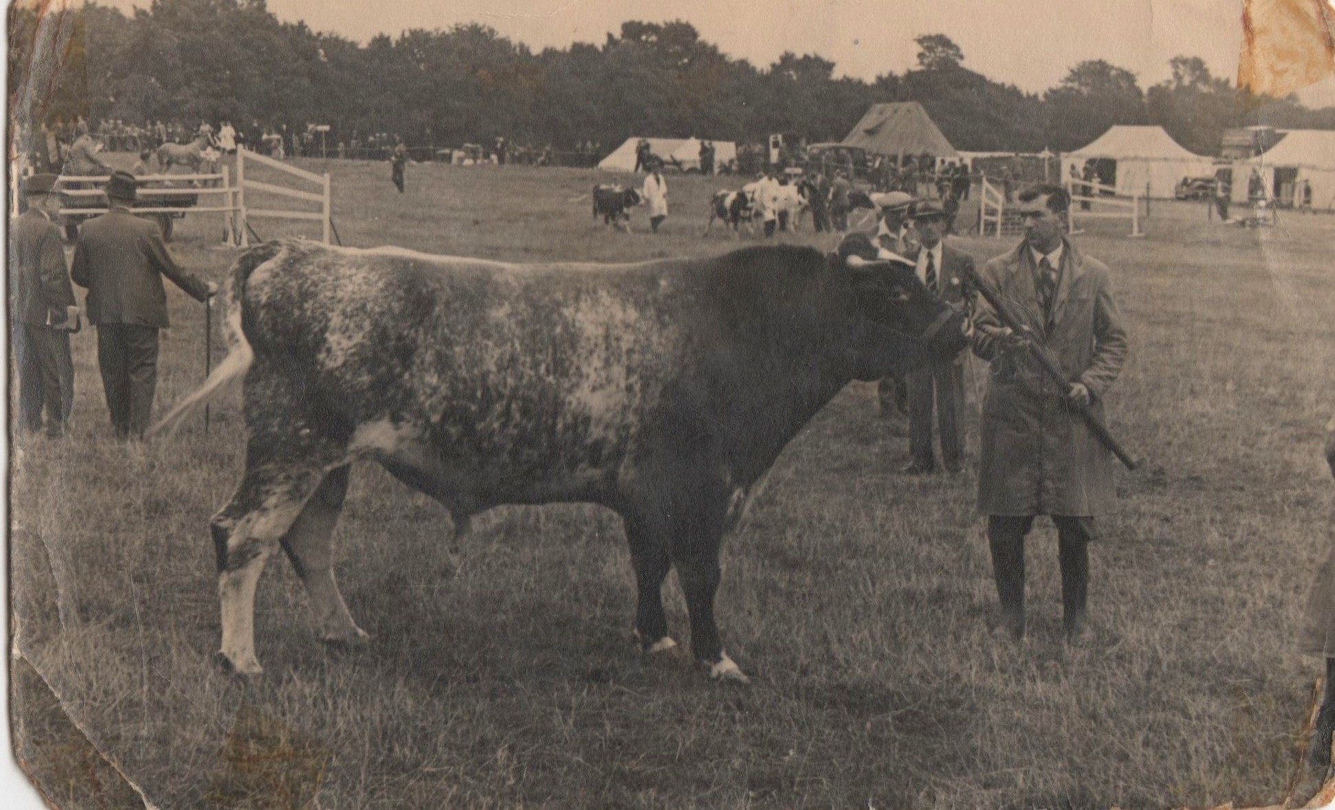 Clifford Bosomworth at Leyburn Agricultural Show with Finghall Thrimby Knight bull, c1944
